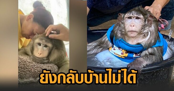 ก๊อดซิลลา-ยังกลับบ้านไม่ได้