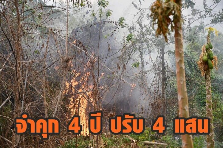 คดีเผาป่า6