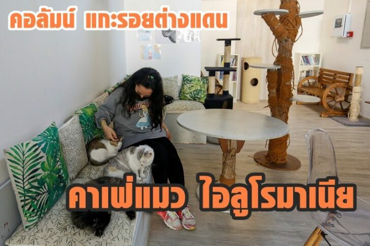 Cat Cafe offers therapy to human and adoption to cats in Dubai