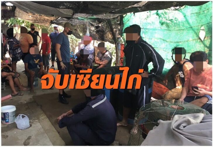 ชนไก่