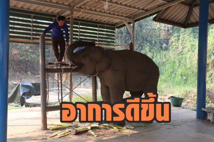 ช้างอาการดีขึ้น5.jfif
