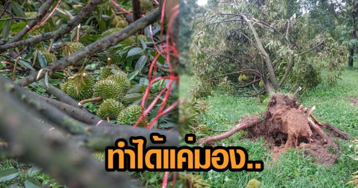 ทำได้แค่มอง