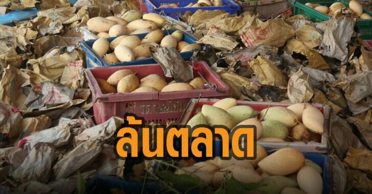มะม่วงน้ำดอกไม้-ล้นตลาด