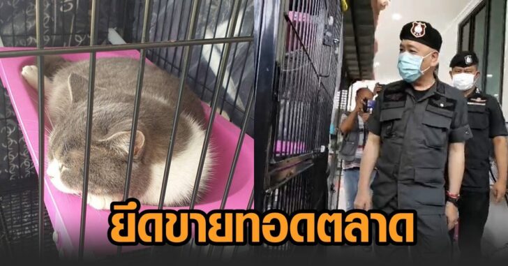 ยึดแมว-ขายทอดตลาด