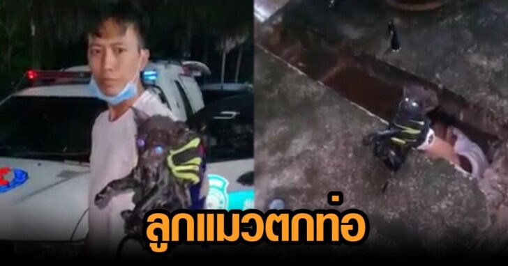 ลูกแมวตกท่อ