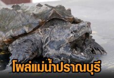 เต่าอัลลิเกเตอร์ โผล่แม่น้ำปราณบุรีอีกแล้ว เตือนนิสัยดุร้าย ชี้ไม่อยากเลี้ยงต่อ แจ้ง จนท.ประมงใกล้บ้าน