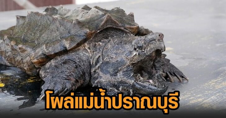 เต่าอัลลิเกเตอร์-แม่น้ำปราณ