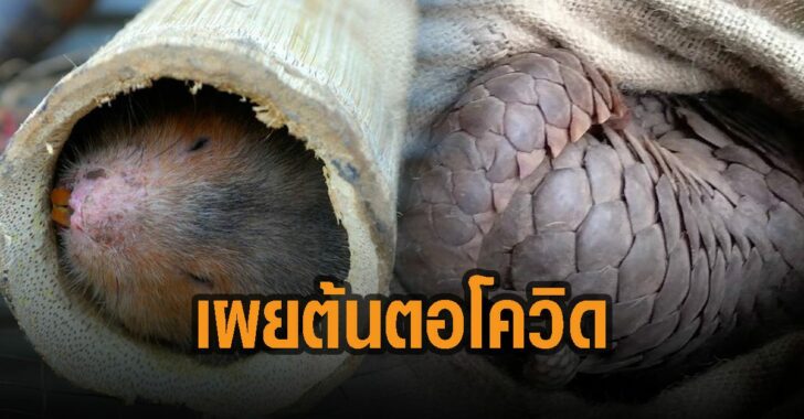 เผยต้นตอ-โควิด-19-ในจีน