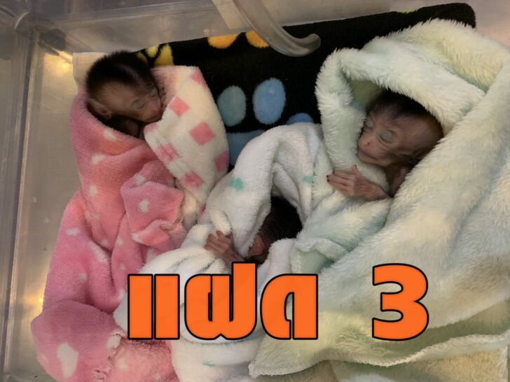 แฝด3