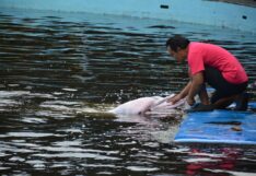 พ่อเมืองจันทบุรี นำทุกภาคส่วนเยี่ยมชมโลมา ‘โอเอซีส ซีเวิลด์’ ผู้บริหารชวนเที่ยว ต่อลมหายใจให้สู้ต่อ