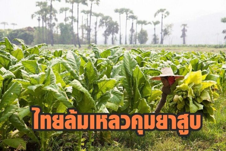 ใบยาสูบ2