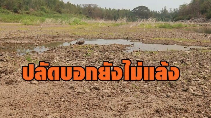 ไม่แล้ง