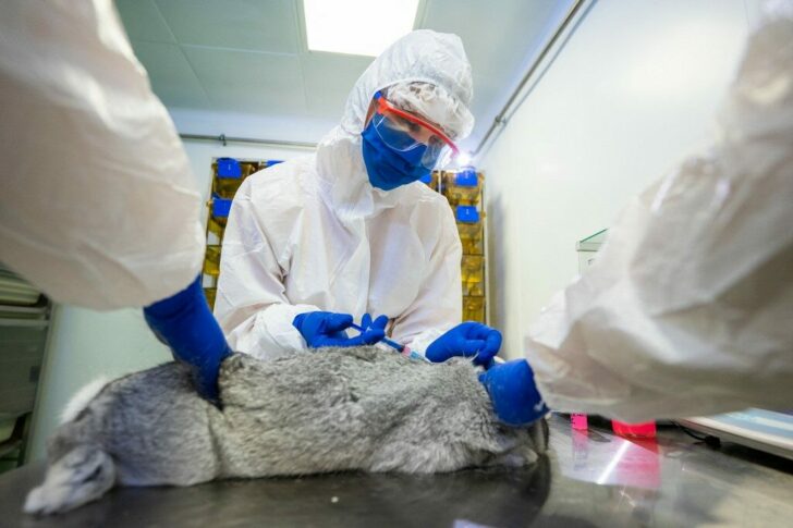 RUSSIA-HEALTH-VIRUS-ANIMALS