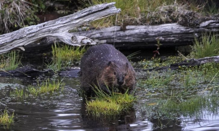 FILES-CHILE-ENVIRONMENT-WOODS-BEAVERS