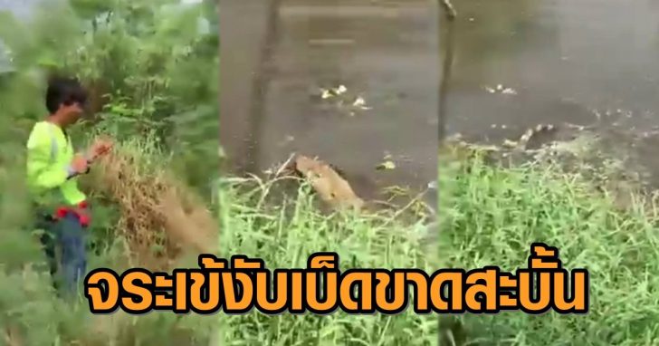 cats++++7984659784659784561