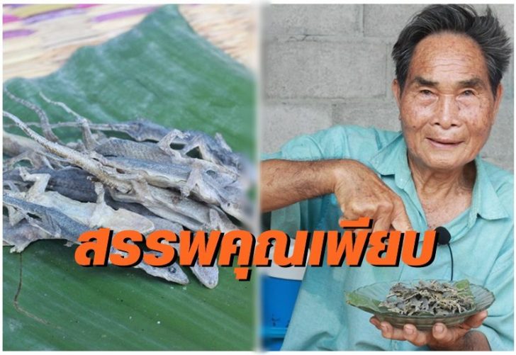 จิ้งจกเป็นยา