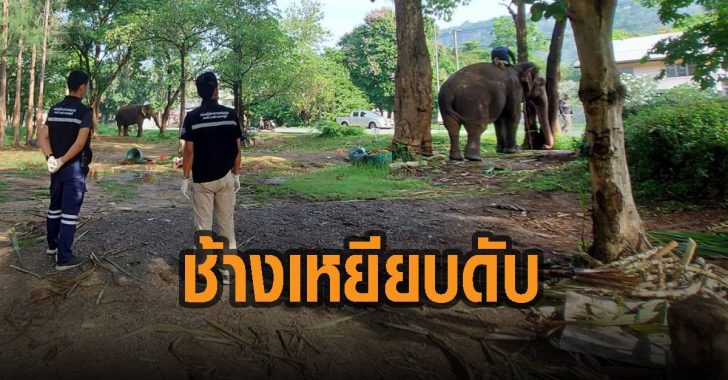 ช้างเขาใหญ่เหยียบนักท่องเที่ยว-ดับอนาถ