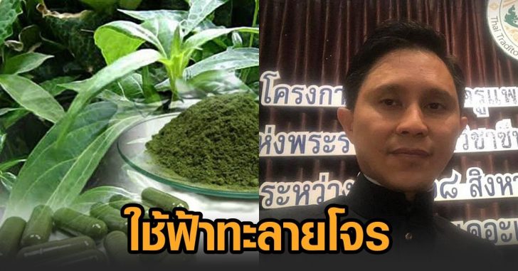 ปานเทพ-ฟ้าทะลายโจร