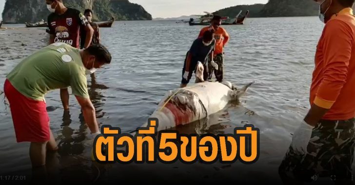 พยูนลอยตาย-กระบี่-ตัวที่-5-ของปี