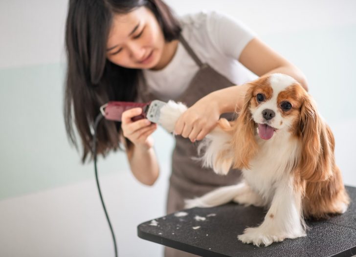 a chinese female dog groomer grooming a Cavalier King Charles Spaniel dog