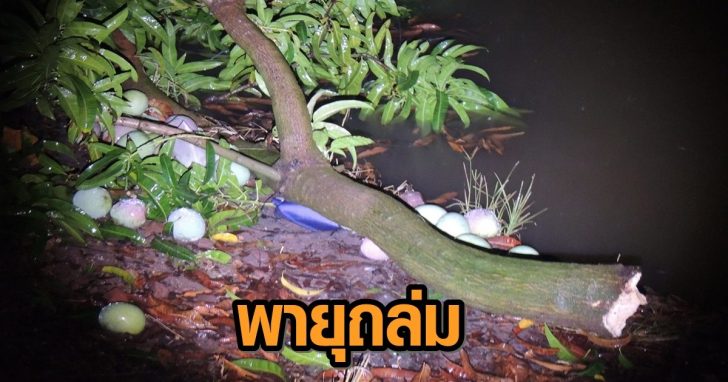 มะมวง_2