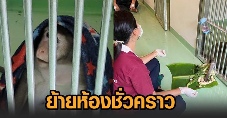 ย้ายห้องชั่วคราว-ก๊อดซิลลา