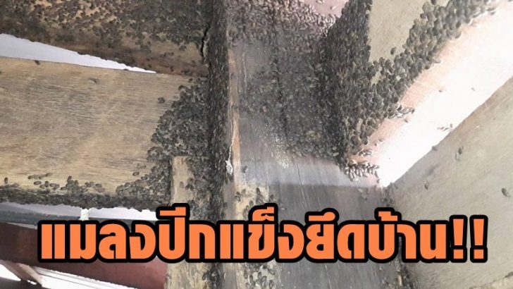 โคราช แมลงปีกแข็ง9