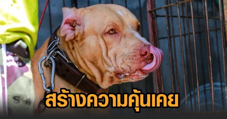 ไจแอ้น