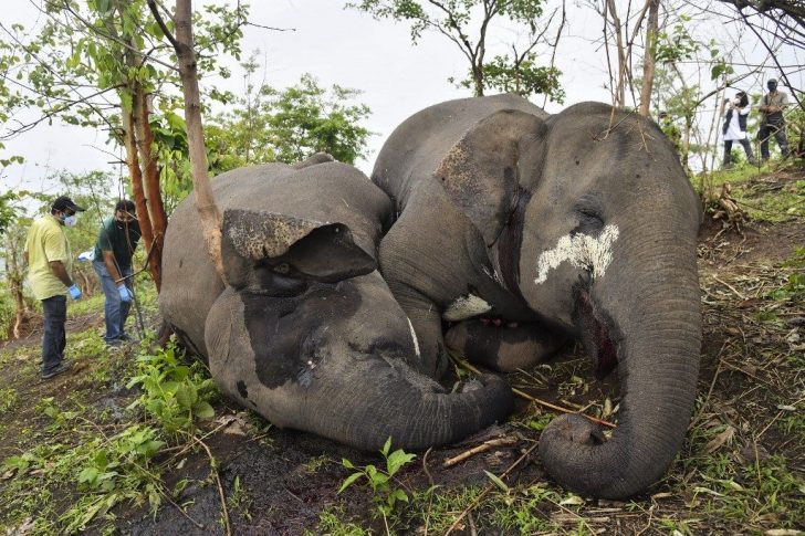 INDIA-ANIMAL-ELEPHANT