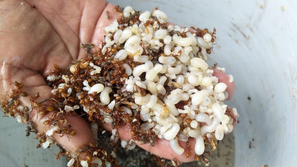 แหย่ไข่มดแดงขาย รายได้เสริมวันละพันบาท