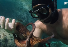 เล่าเรื่องหนัง : My Octopus Teacher บทเรียนชีวิตจากหมึกสาย