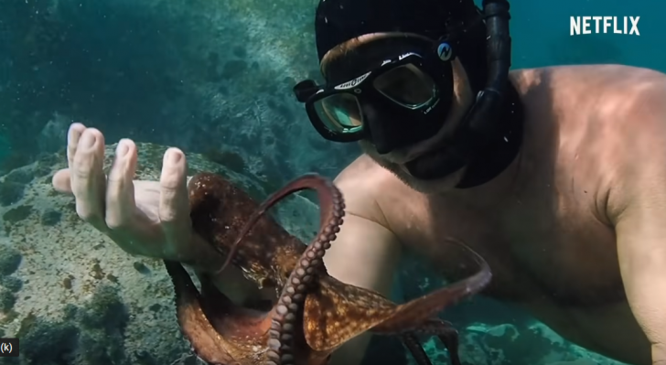 เล่าเรื่องหนัง : My Octopus Teacher บทเรียนชีวิตจากหมึกสาย
