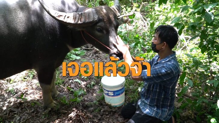 ควายยิ้ม3