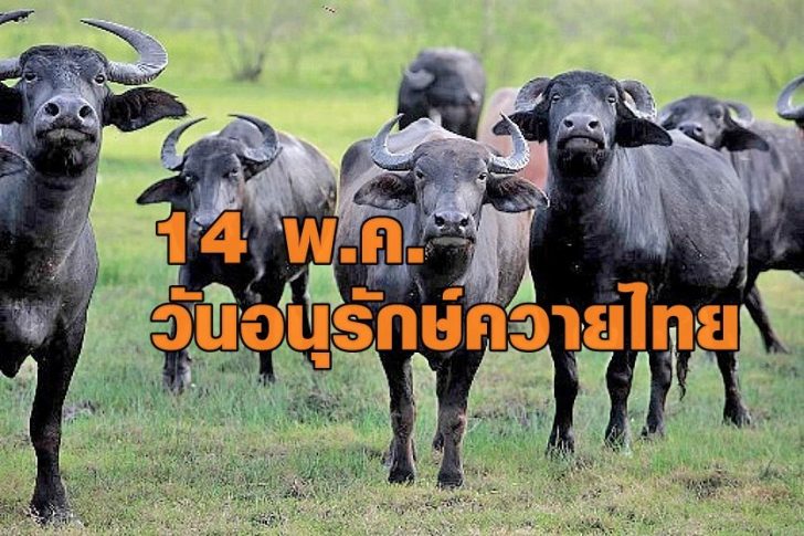 ควายไทย
