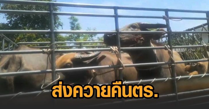 คืนควายของกลาง