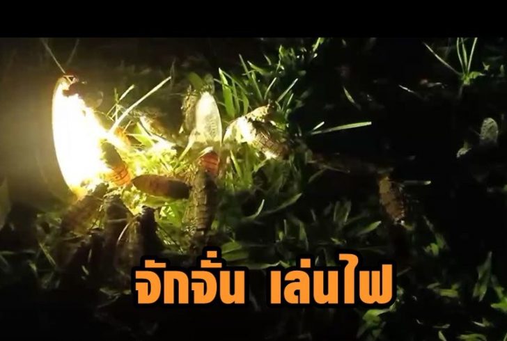 จักจั่นเล่นไฟ3