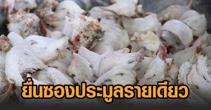 ซองประมูล-รังนกพัทลุง