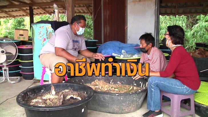 ด้วงสาคู4