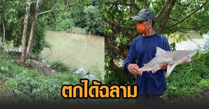 ตกฉลาม