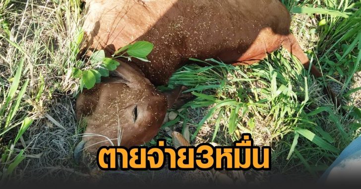 ตายจ่าย3หมื่น