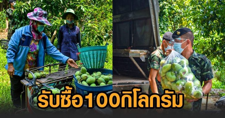ทหารรับซื้อมะม่วง