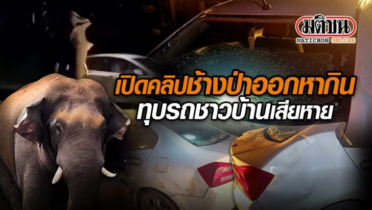 ปกคลิป-เปิดคลิปช้างป่าออกหากิน