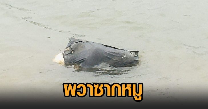 ผวาซากหมู
