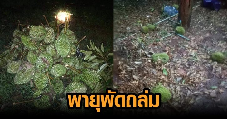 พายุถล่มทุเรียน