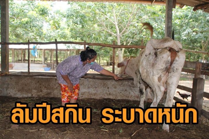 ลัมปีสกิน5