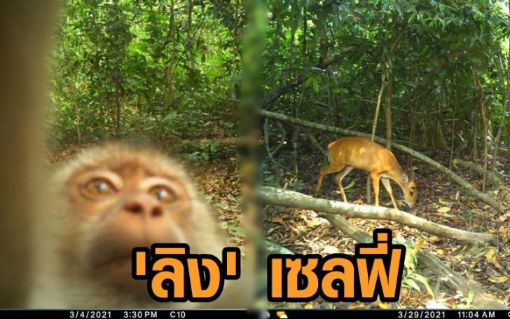 ลิง เซลฟี่