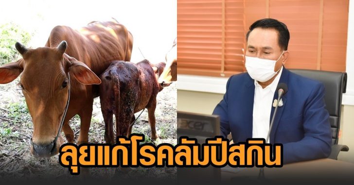 ลุยแก้โรคลัมปี สกิน