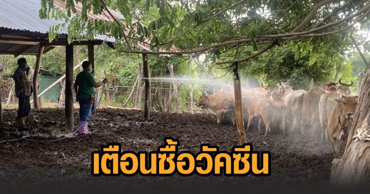 วัคซีน-ลัมปี สกิน