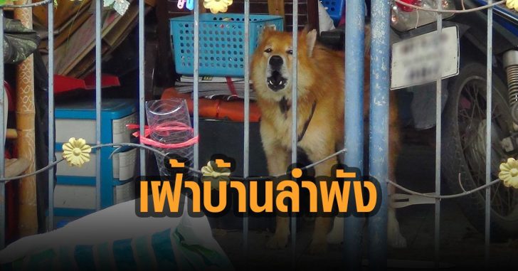 สุนัขเฝ้าบ้านลำพัง-เจ้าของป่วยโควิดทั้งบ้าน