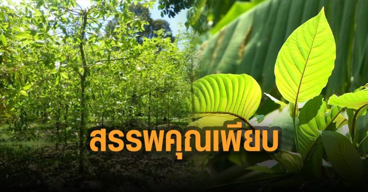 ใบกระท่อม-สรรพคุณเพียบ